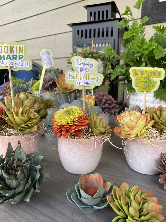 Susie - Succulents - We love them!